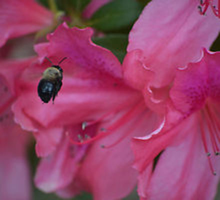 Product picture Bumble