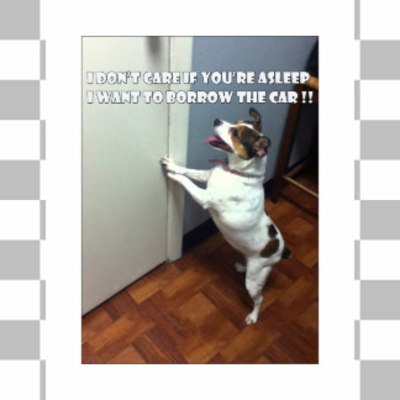 Product picture Dog Meme