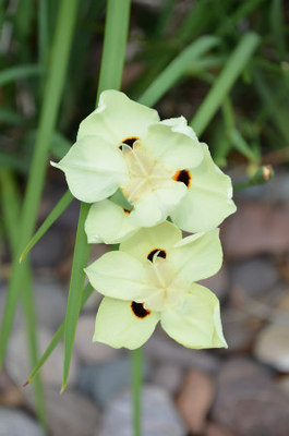 Product picture Yellow Eye